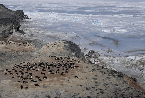 Antarctica's Adele penquins Summer 2015