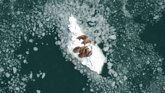 Arctic sea ice and Walrus