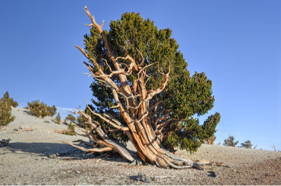 Bristlecone Pines - Shutterstock