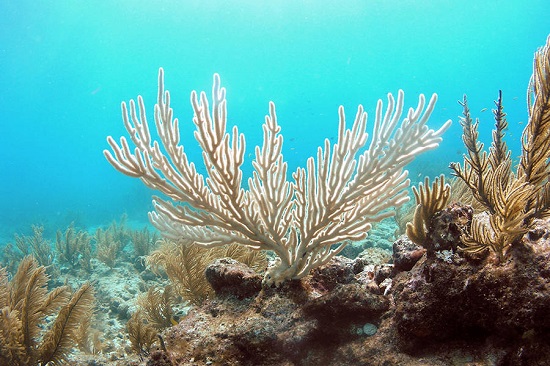 Coral Bleaching Key Largo Florida