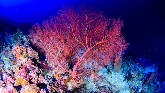 Coral in Mesophotic Zone