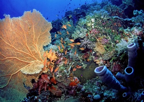 Photo of coral reef in Indonesia
