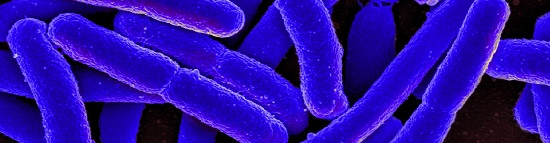 E.coli bacteria. Source NIAID