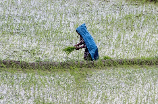 Farmer Planting Rice Seedlings in Nepal