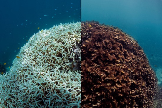 Great Barrier Reef Before & After 