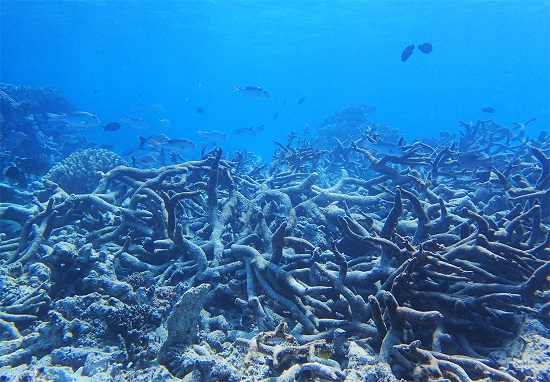 Graveyard of Staghorn coral, Yonge reef, Northern Great Barrier Reef, October 2016. 