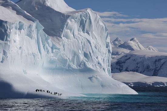 Gentoo Penguins on Iceberg in Gerlache Strait, Antarctic Peninsula