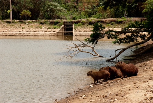 Capybaras in Brazilian Reservoir