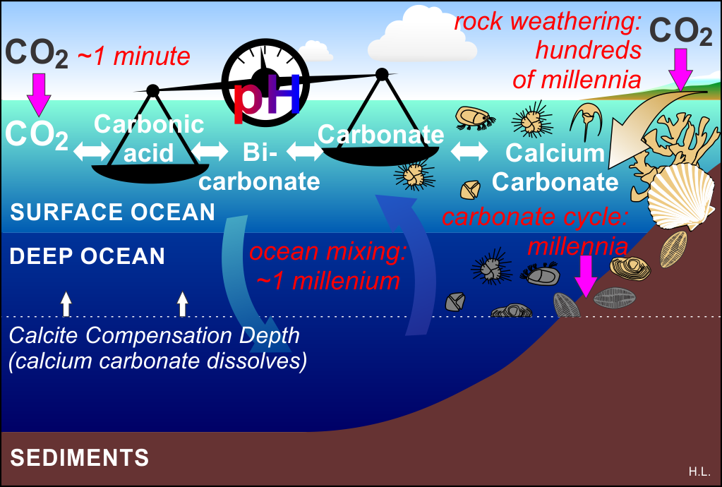 Rates of main ocean carbonate processes