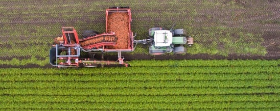 Organic carrot harvest in Germany