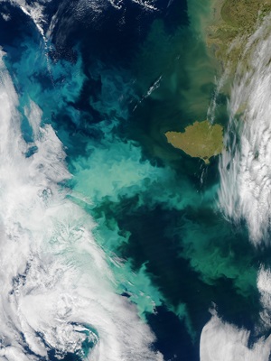 Phytoplankton Blooms in Bering Sea