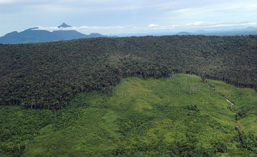 Receding forest on a mountainside in West Kalimantan province in Borneo