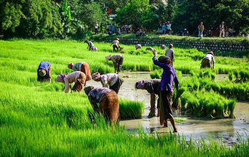 Rice Harvesting in Viet Nam