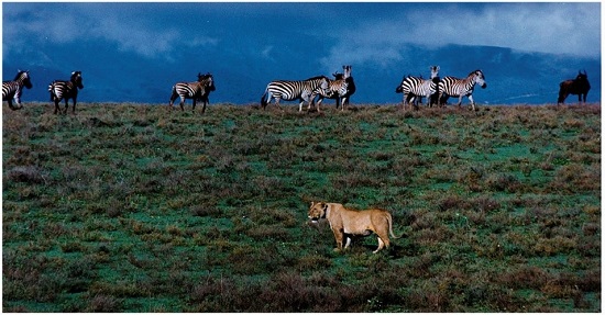 Serengeti lion and zebras