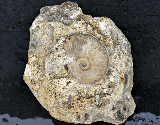 Limestone with fossil shells
