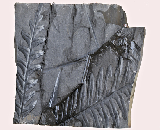 Fossilised Carboniferous ferns