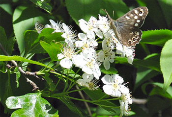 butterfly pollinating hawthorn