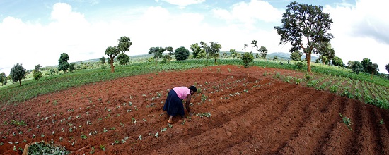 Malawian Subsistence Farmer