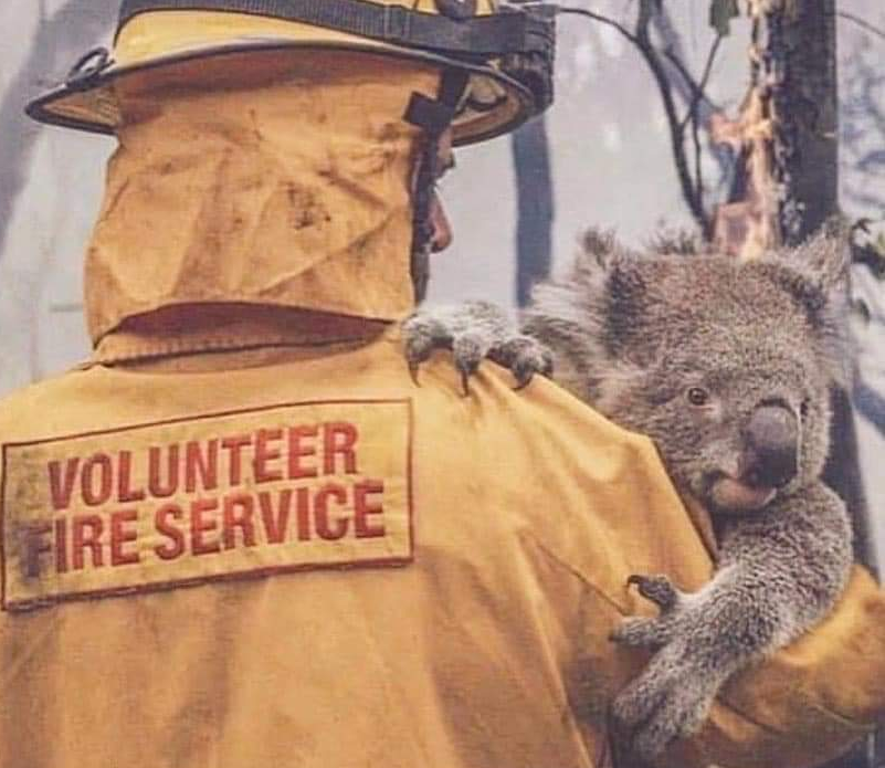 volunteer firefighter with koala