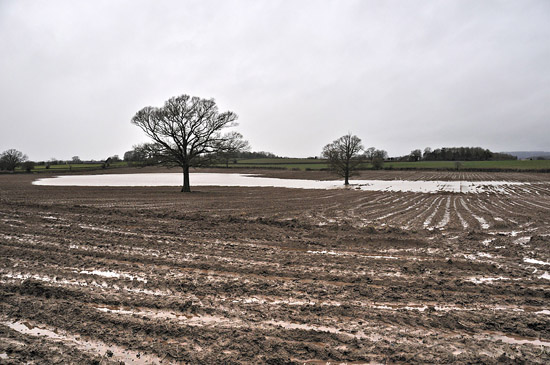 Typical field scene near Leominster, UK, late December 2012