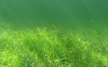 Photo of Dense Seagrass of the Florida Coastal Everglades 