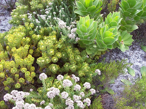Photo of South African plants