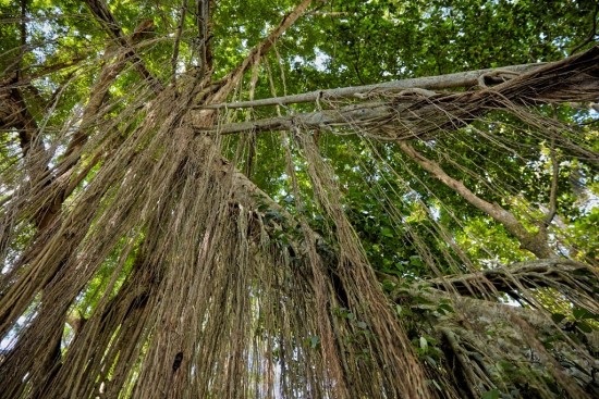 Banyan-tree-aerial-roots-in-the-Sacred-Monkey-Forest-Sanctuary-Bali.jpg