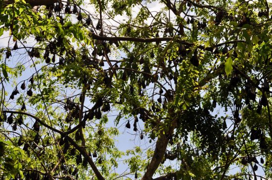 Fruit bats hanging on trees during day, Tioman Island, Malaysia.. Credit: Peter Conner / Alamy Stock Photo.