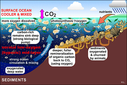 Healthy oxygenated ocean for comparison to anoxic ocean