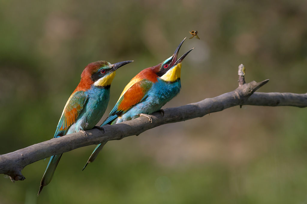 Pole-to-Pole-Stop-04-Bee-eaters