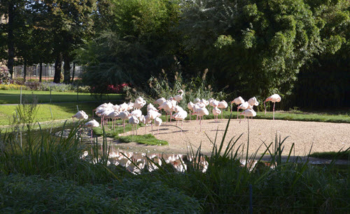 Pole-to-Pole-Stop-01-Flamingos
