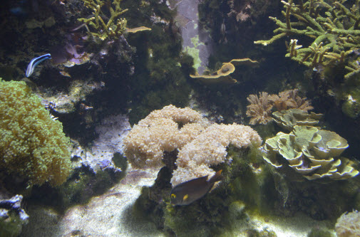 Pole-to-Pole-Stop-07-CoralReefs