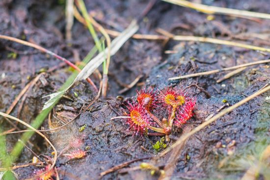 Sundews (Drosera) a red carnivorous plant in a peat bog