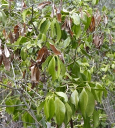 Photo of wilted leaves