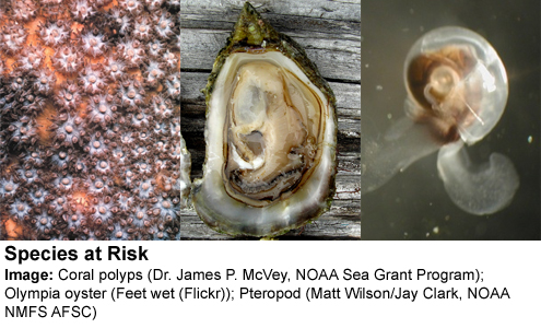 Life-forms at deadly risk from the acidification of near-surface ocean waters.