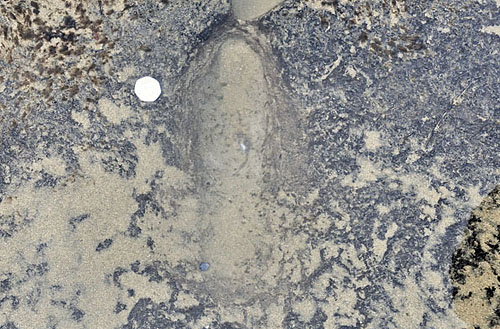 human footprint, borth submerged forest