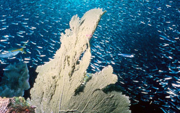 NOAA photo of ocean life