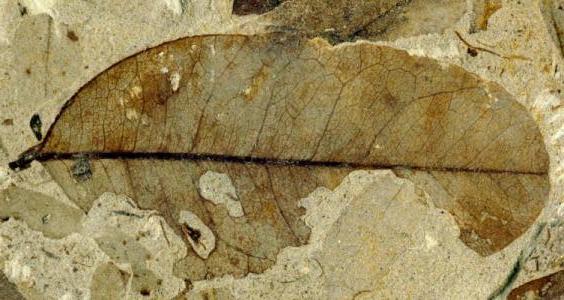 Fossil leaf damage from the early Eocene