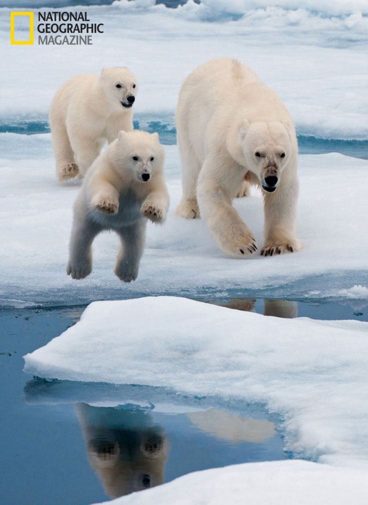 Visions Of The Arctic